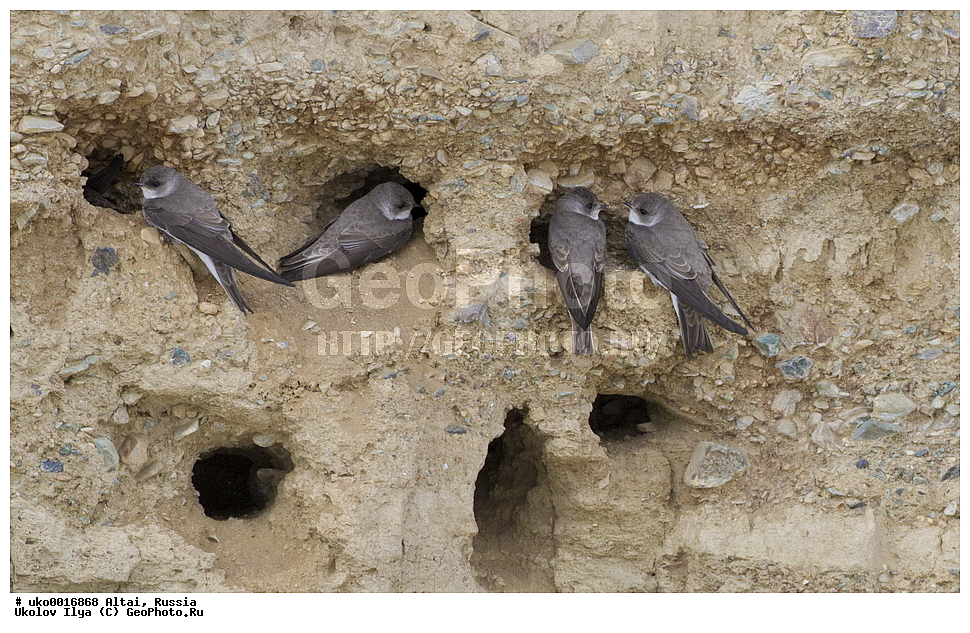 ���������� �����, ������, ��������, ��������, �����, �����, ��������, �����������, XYZ, �����������, Hirundinidae, ������� �����������, Riparia diluta