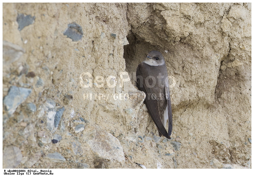 ���������� �����, ������, ��������, ��������, �����, �����, ��������, �����������, XYZ, �����������, Hirundinidae, ������� �����������, Riparia diluta