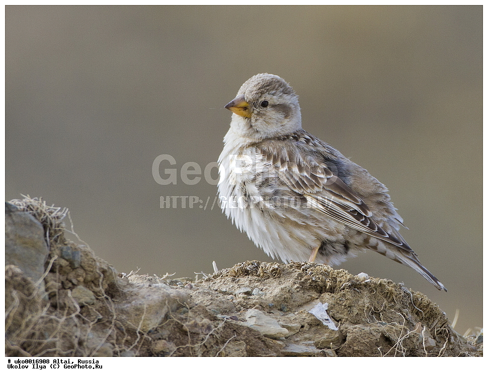 ���������� �����, ������, ��������, ��������, �����, �����, ��������, �����������, XYZ, ����������, Passeridae, �������� �������, Petronia petronia