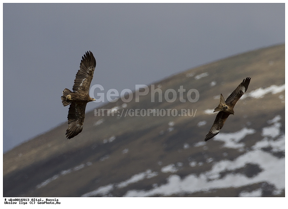 ���������� �����, ������, ��������, ��������, ������ �����, ������ �����, ��������, �����������, XYZ, ����������, Accipitridae, ������� ���, ������� ����, Aquila nipalensis