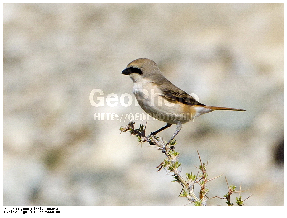 ���������� �����, ������, ��������, ��������, �����, �����, ��������, �����������, XYZ, �������������, Laniidae, ����������� �����, Lanius isabellinus