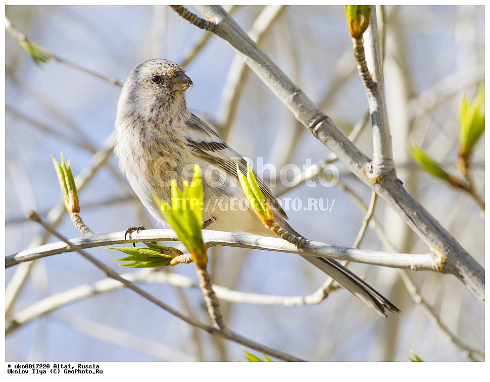 ���������� �����, ������, ��������, ��������, �����, �����, ��������, �����������, XYZ, ���������, Fringillidae, ������, ������������� ��������, ������������� �������, Uragus sibiricus, Carpodacus sibiricus