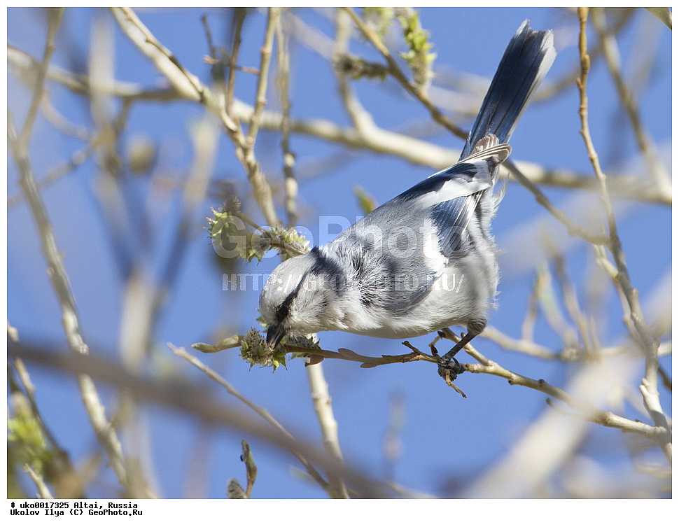 ���������� �����, ������, ��������, ��������, �����, �����, ��������, �����������, XYZ, ���������, Paridae, ����� ���������, �����, ������, Cyanistes cyanus, Parus cyanus