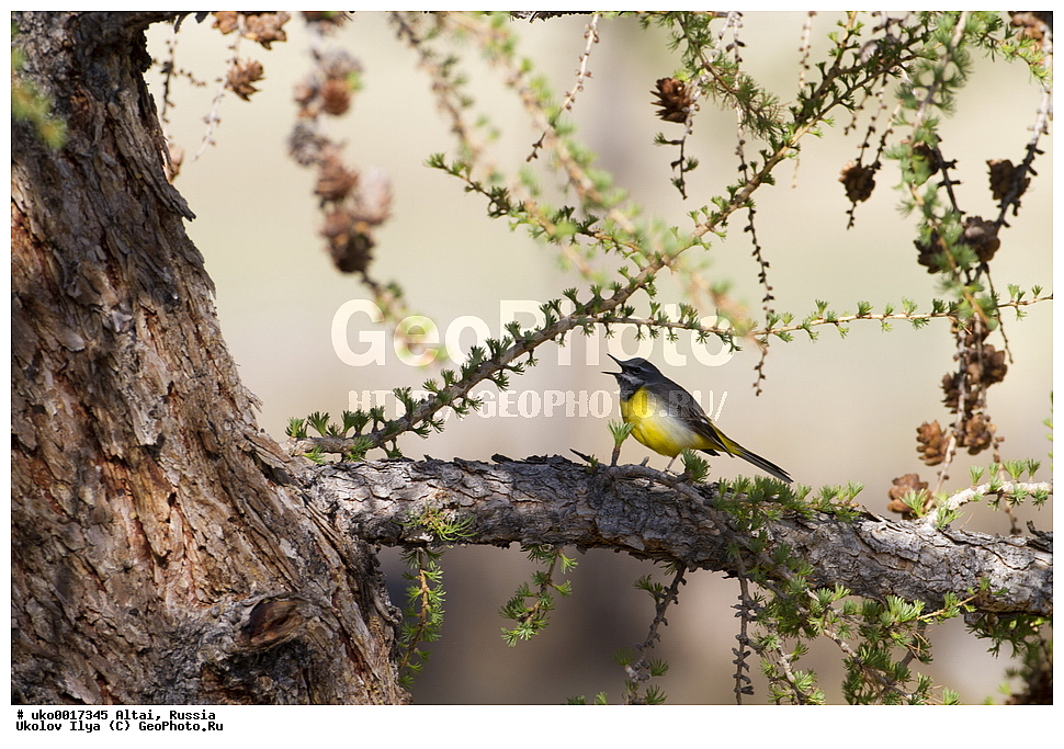 ���������� �����, ������, ��������, ��������, �����, �����, ��������, �����������, XYZ, �������������, Motacillidae, ������ ����������, Motacilla cinerea