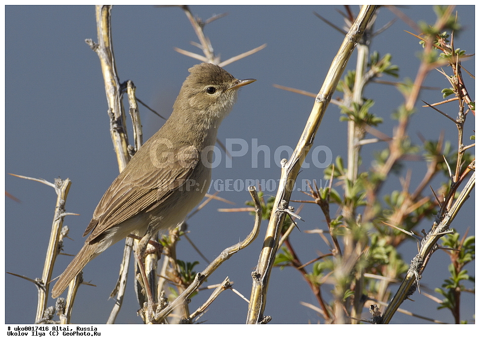 ���������� �����, ������, ��������, ��������, �����, �����, ��������, �����������, XYZ, ���������, Sylviidae, �������� ����������, ����������, Hippolais caligata, Iduna caligata