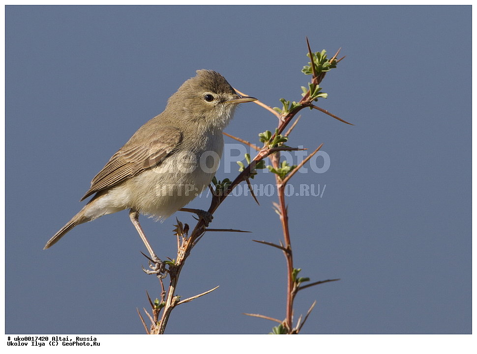 ���������� �����, ������, ��������, ��������, �����, �����, ��������, �����������, XYZ, ���������, Sylviidae, �������� ����������, ����������, Hippolais caligata, Iduna caligata