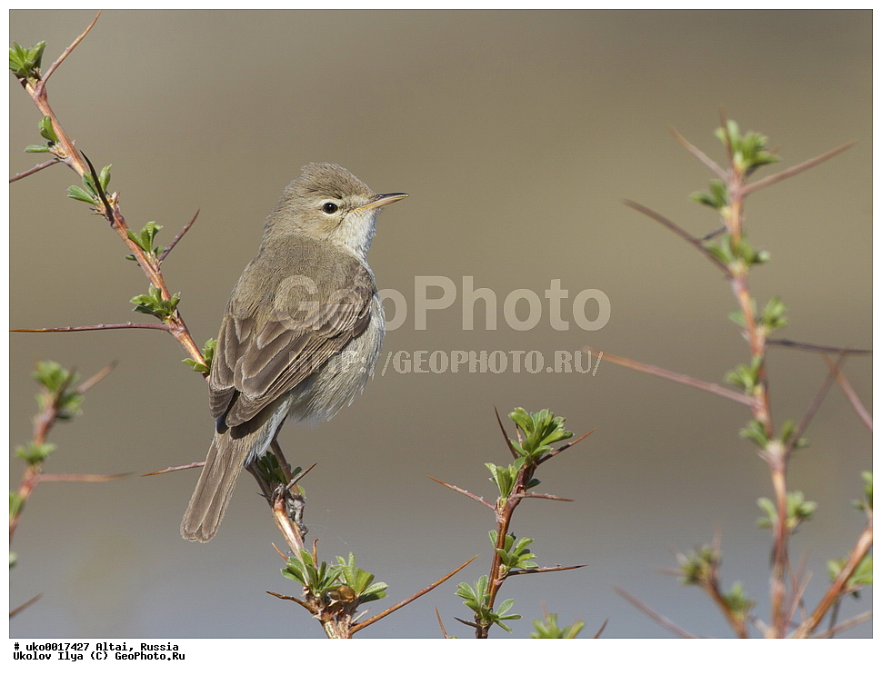 ���������� �����, ������, ��������, ��������, �����, �����, ��������, �����������, XYZ, ���������, Sylviidae, �������� ����������, ����������, Hippolais caligata, Iduna caligata