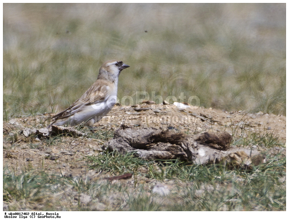  ���������� �����, ������, ��������, ��������, �����, �����, ��������, �����������, XYZ, ����������, Passeridae, ����������� �������� �������, Pyrgilauda davidiana