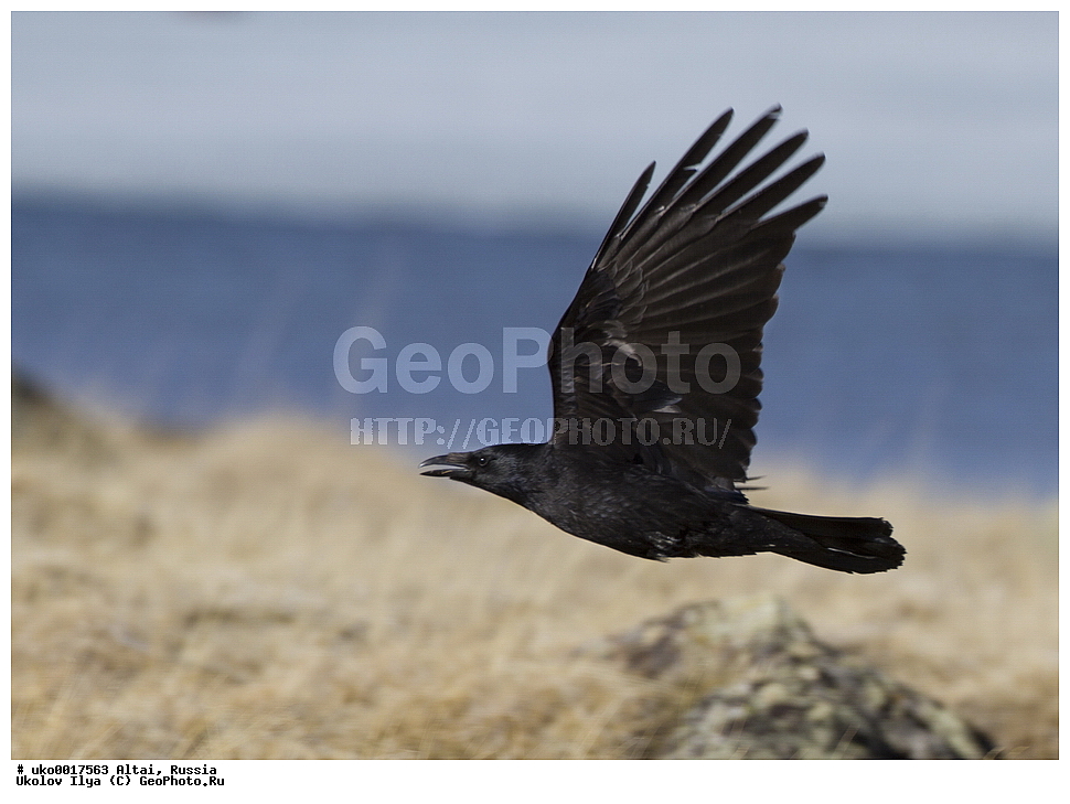 ���������� �����, ������, ��������, ��������, �����, �����, ��������, �����������, XYZ, ��������, ���������, Corvidae, ��������� ������ ������, ��������� ������ ������, ��������� ������, Corvus corone orientalis, ׸���� ������, ������ ������, Corvus corone