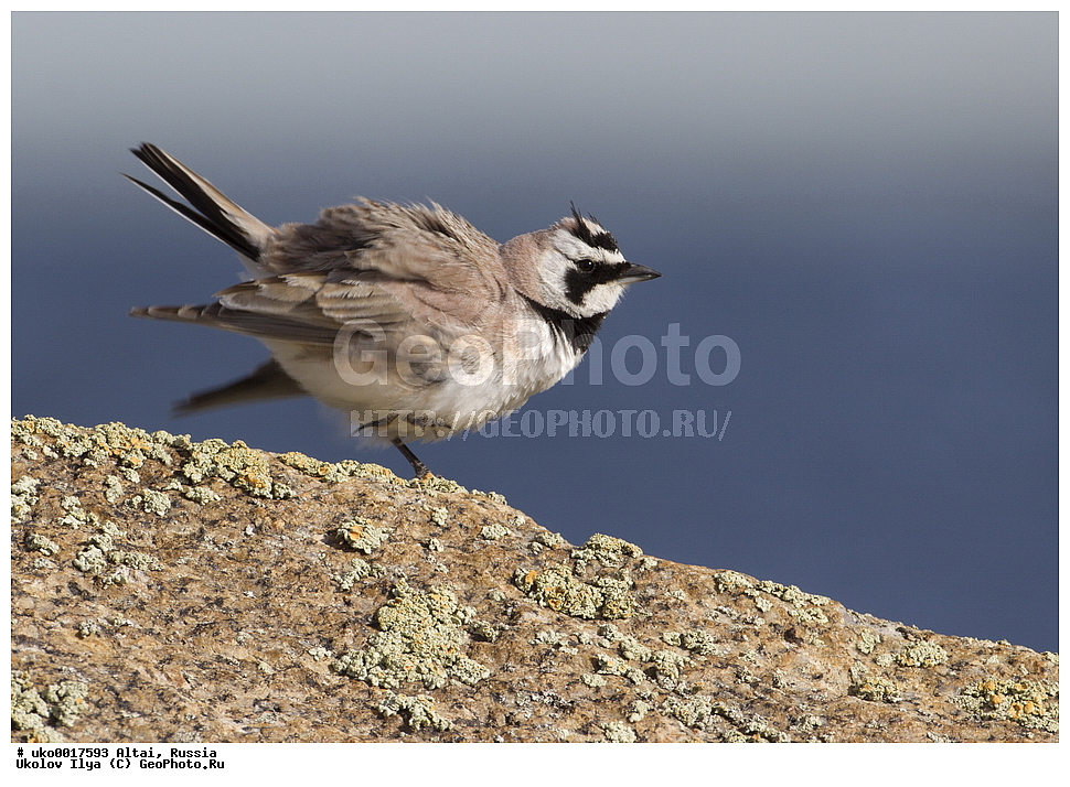 ���������� �����, ������, ��������, ��������, �����, �����, ��������, �����������, XYZ, ������������, Alaudidae, ������� ���������, ���, Eremophila alpestris