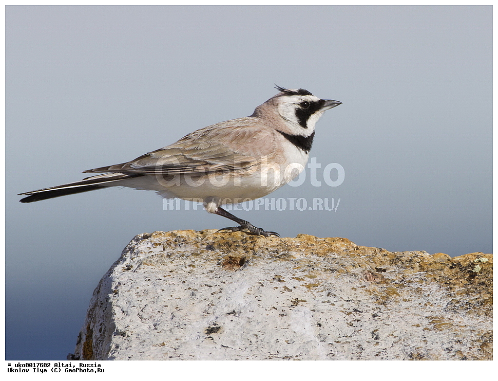 ���������� �����, ������, ��������, ��������, �����, �����, ��������, �����������, XYZ, ������������, Alaudidae, ������� ���������, ���, Eremophila alpestris