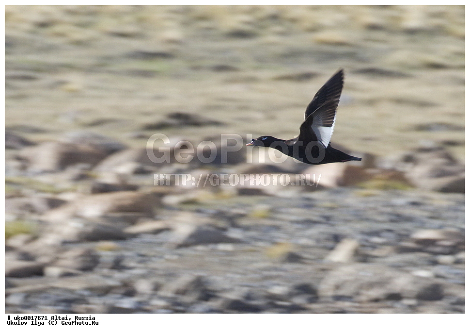 ���������� �����, ������, ��������, ��������, �����, �����, �����������������, ������������� �����, ������������� �����, ��������, �����������, XYZ, ������, Anatidae, ���������� ������, Melanitta deglandi