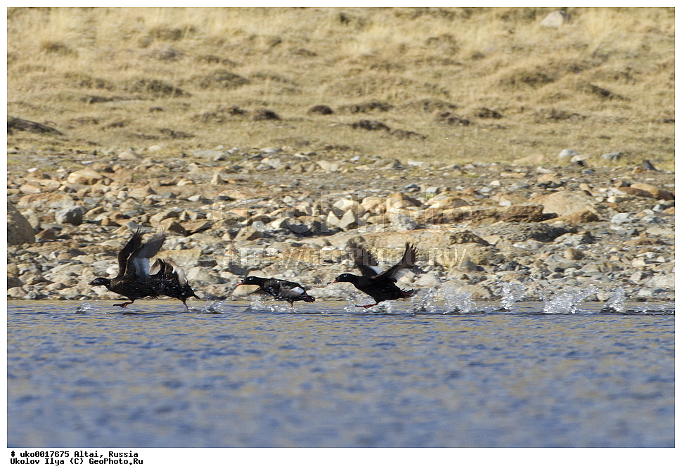 ���������� �����, ������, ��������, ��������, �����, �����, �����������������, ������������� �����, ������������� �����, ��������, �����������, XYZ, ������, Anatidae, ���������� ������, Melanitta deglandi