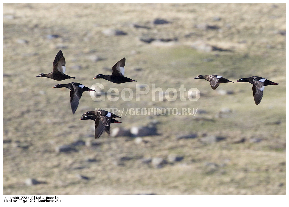 ���������� �����, ������, ��������, ��������, �����, �����, �����������������, ������������� �����, ������������� �����, ��������, �����������, XYZ, ������, Anatidae, ���������� ������, Melanitta deglandi