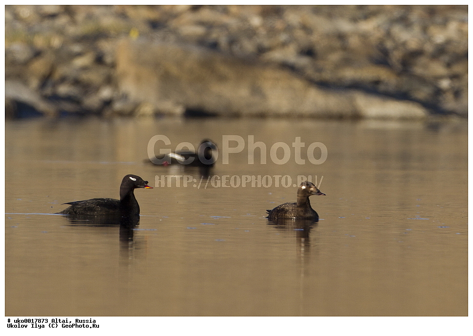 ���������� �����, ������, ��������, ��������, �����, �����, �����������������, ������������� �����, ������������� �����, ��������, �����������, XYZ, ������, Anatidae, ���������� ������, Melanitta deglandi