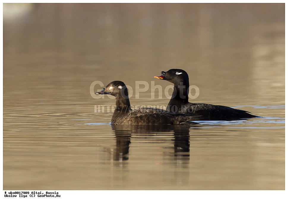 ���������� �����, ������, ��������, ��������, �����, �����, �����������������, ������������� �����, ������������� �����, ��������, �����������, XYZ, ������, Anatidae, ���������� ������, Melanitta deglandi