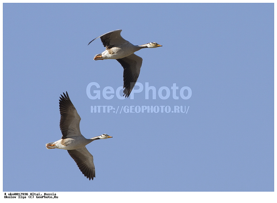 ���������� �����, ������, ��������, ��������, �����, �����, �����������������, ������������� �����, ������������� �����, ��������, �����������, XYZ, ������, Anatidae, ������ ����, Anser indicus, Eulabeia indica