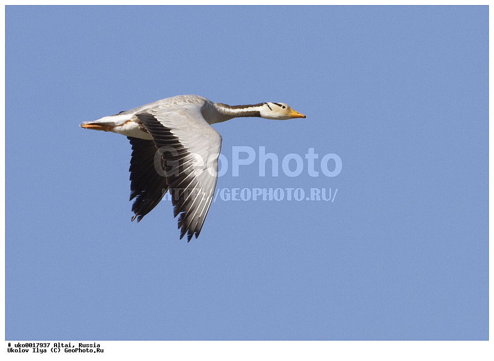 ���������� �����, ������, ��������, ��������, �����, �����, �����������������, ������������� �����, ������������� �����, ��������, �����������, XYZ, ������, Anatidae, ������ ����, Anser indicus, Eulabeia indica