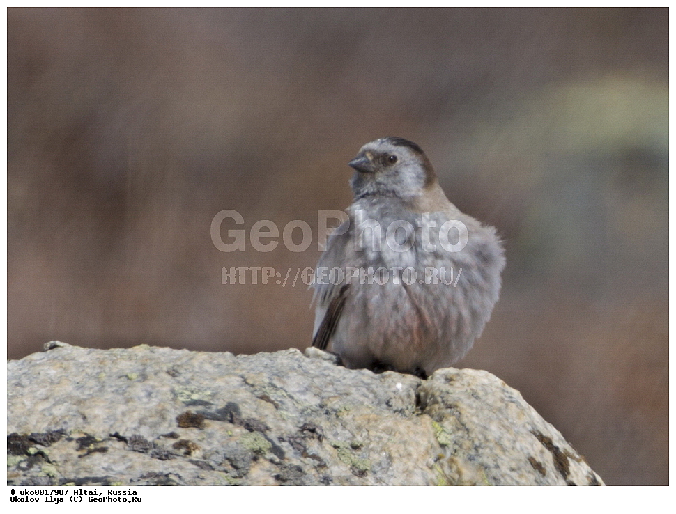 ���������� �����, ������, ��������, ��������, �����, �����, ��������, �����������, XYZ, ���������, Fringillidae, ��������� ������, Leucosticte brandti