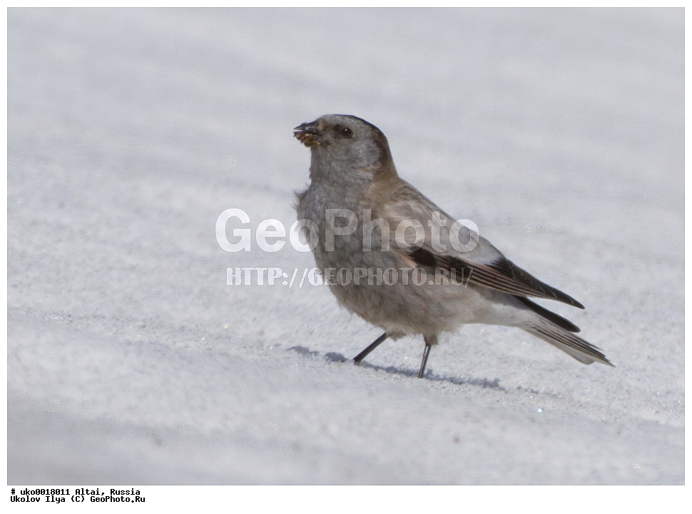 ���������� �����, ������, ��������, ��������, �����, �����, ��������, �����������, XYZ, ���������, Fringillidae, ��������� ������, Leucosticte brandti