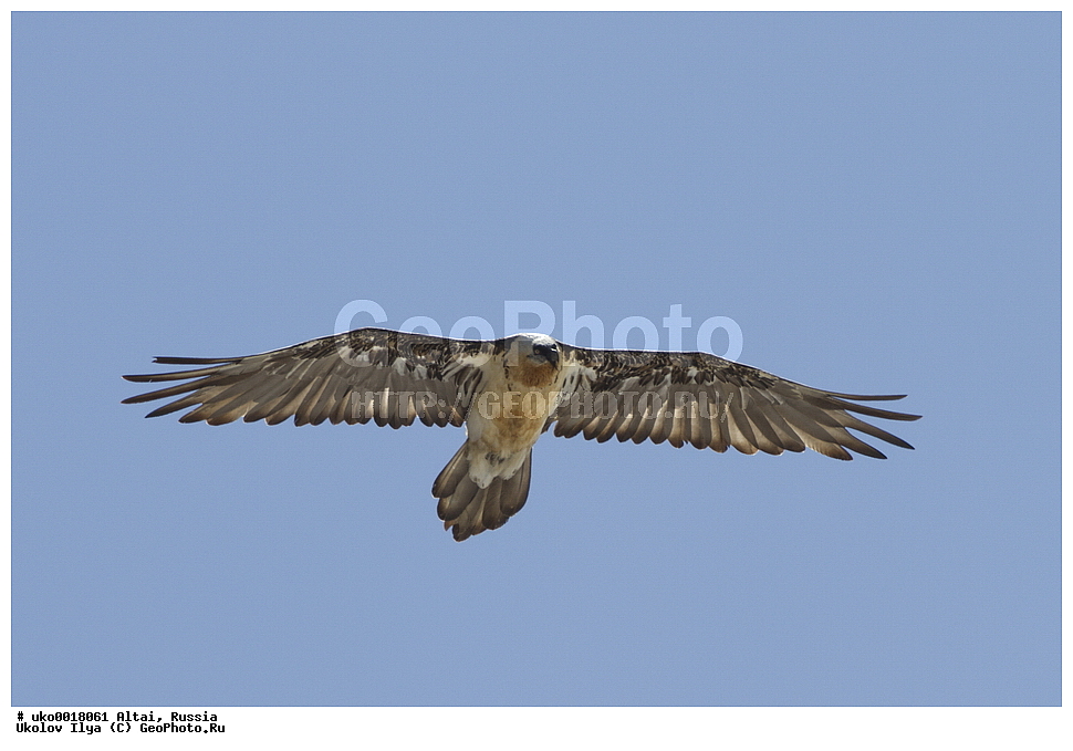 ���������� �����, ������, ��������, ��������, ������ �����, ������ �����, ��������, �����������, XYZ, ����������, Accipitridae, �������, ��������, Gypaetus barbatus