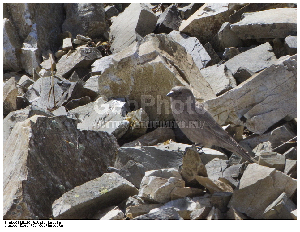 ���������� �����, ������, ��������, ��������, �����, �����, ��������, �����������, XYZ, ���������, Fringillidae, ��������� ������, Leucosticte brandti