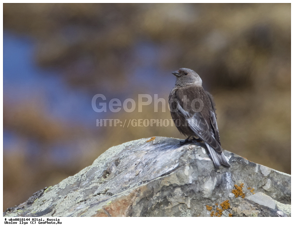 ���������� �����, ������, ��������, ��������, �����, �����, ��������, �����������, XYZ, ���������, Fringillidae, ��������� ������, ��������� ������ ������, ������ ������, Leucosticte arctoa