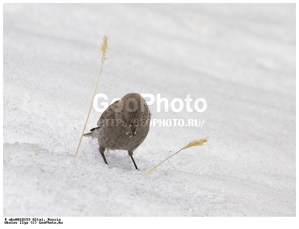 ���������� �����, ������, ��������, ��������, �����, �����, ��������, �����������, XYZ, ���������, Fringillidae, ��������� ������, ��������� ������ ������, ������ ������, Leucosticte arctoa