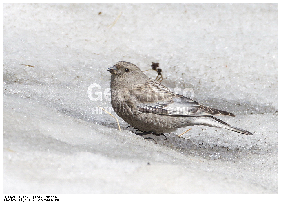 ���������� �����, ������, ��������, ��������, �����, �����, ��������, �����������, XYZ, ���������, Fringillidae, ��������� ������, ��������� ������ ������, ������ ������, Leucosticte arctoa
