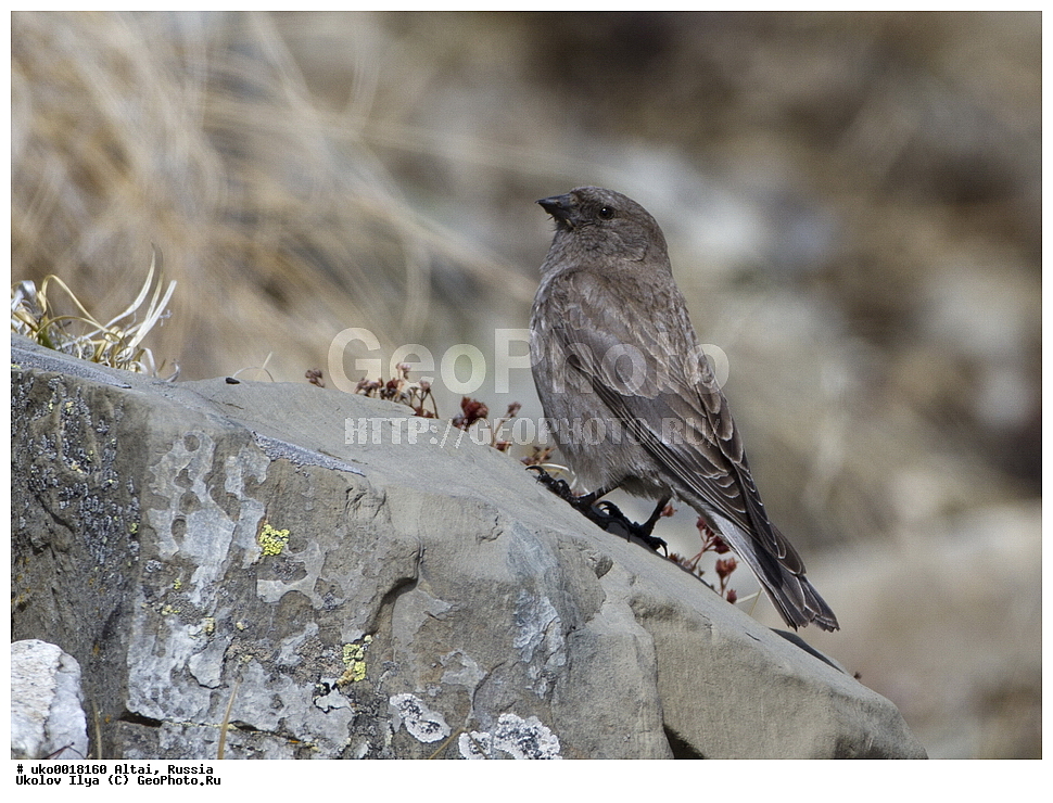 ���������� �����, ������, ��������, ��������, �����, �����, ��������, �����������, XYZ, ���������, Fringillidae, ��������� ������, Leucosticte brandti