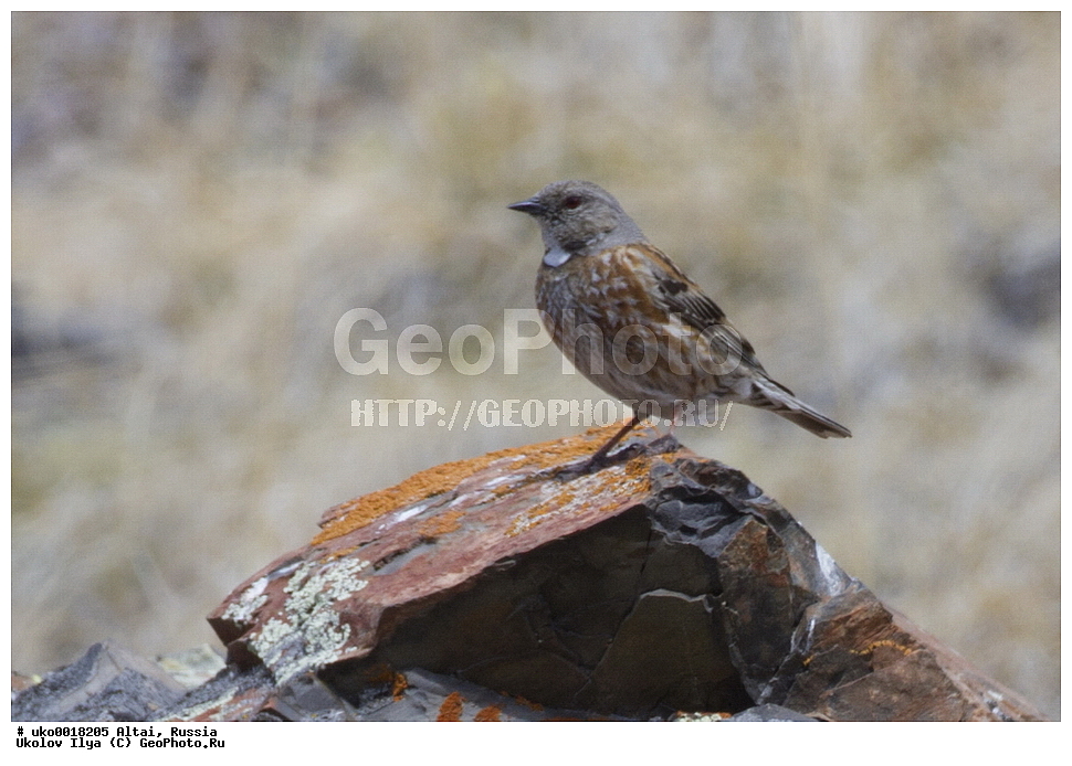 ���������� �����, ������, ��������, ��������, �����, �����, ��������, �����������, XYZ, ������������, Prunellidae, ����������� ���������, Prunella himalayana