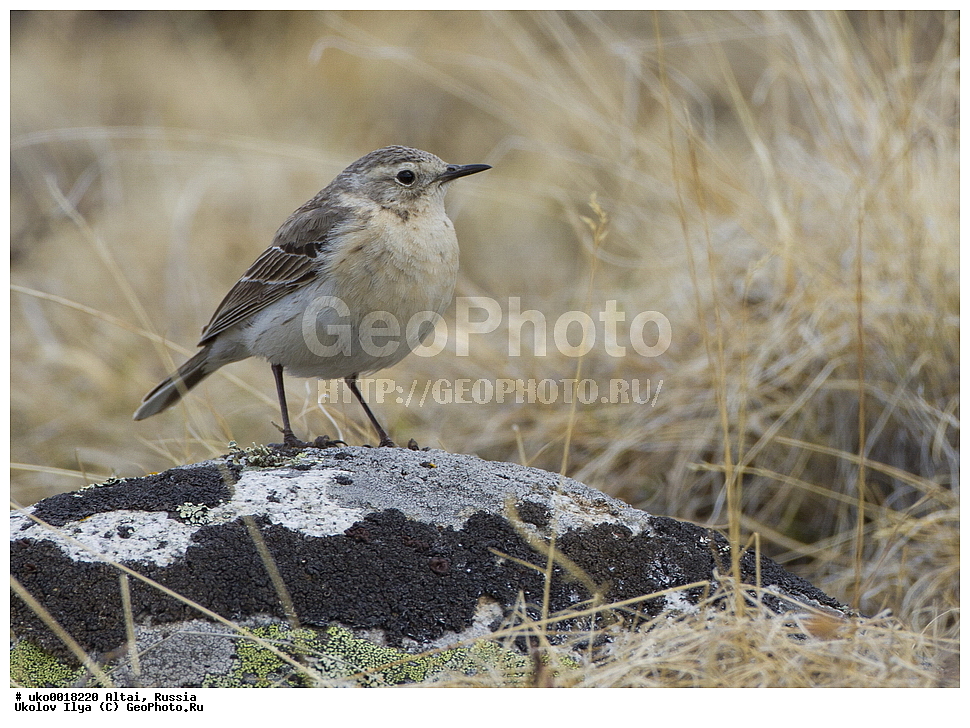 ���������� �����, ������, ��������, ��������, �����, �����, ��������, �����������, XYZ, �������������, Motacillidae, ������ �����, ��������� �����, ������ �����, ��������� �����, Anthus spinoletta