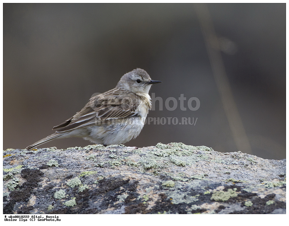 ���������� �����, ������, ��������, ��������, �����, �����, ��������, �����������, XYZ, �������������, Motacillidae, ������ �����, ��������� �����, ������ �����, ��������� �����, Anthus spinoletta