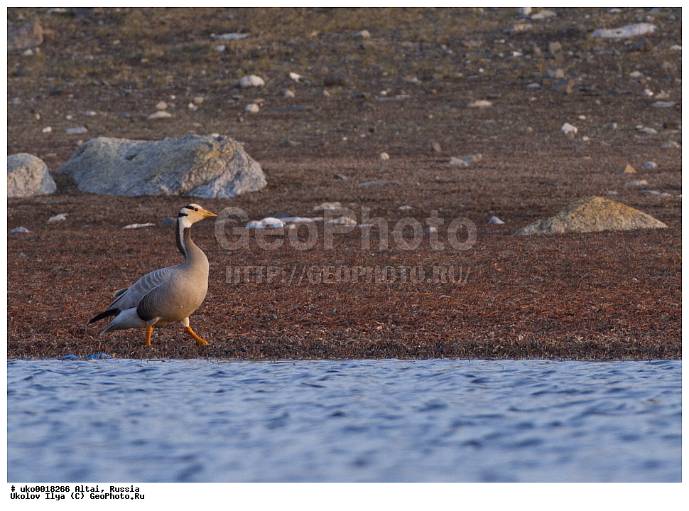 ���������� �����, ������, ��������, ��������, �����, �����, �����������������, ������������� �����, ������������� �����, ��������, �����������, XYZ, ������, Anatidae, ������ ����, Anser indicus, Eulabeia indica