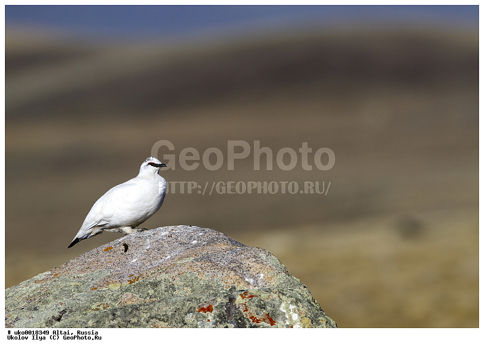 ���������� �����, ������, ��������, ��������, �����, �����, ��������, �����������, XYZ, �����������, Tetraonidae, ��������� ���������, ��������� ���������, Lagopus mutus, Lagopus muta