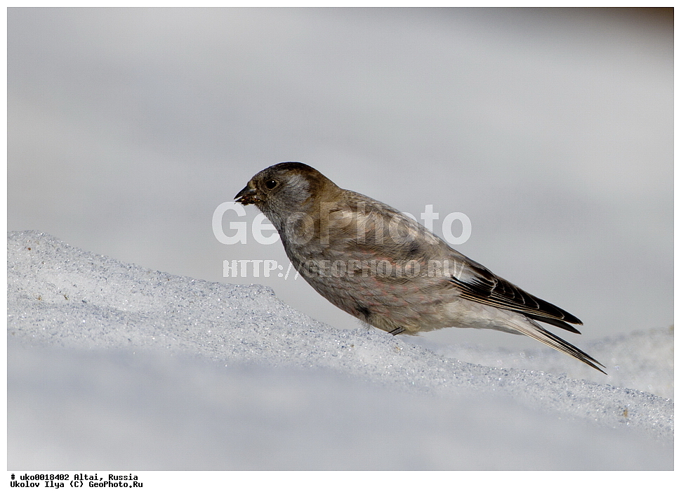 ���������� �����, ������, ��������, ��������, �����, �����, ��������, �����������, XYZ, ���������, Fringillidae, ��������� ������, Leucosticte brandti