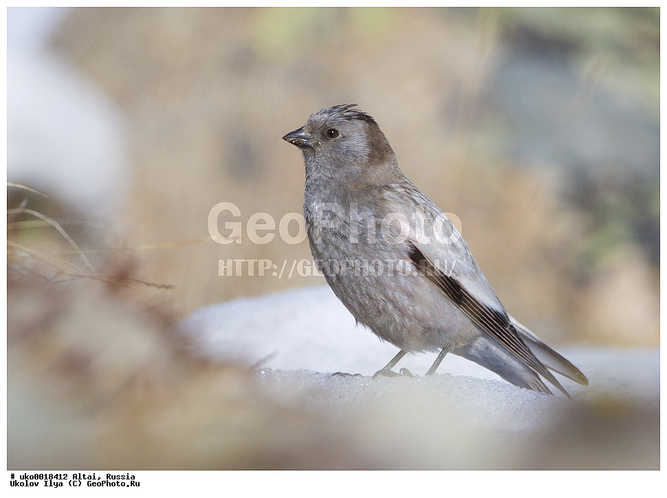 ���������� �����, ������, ��������, ��������, �����, �����, ��������, �����������, XYZ, ���������, Fringillidae, ��������� ������, Leucosticte brandti