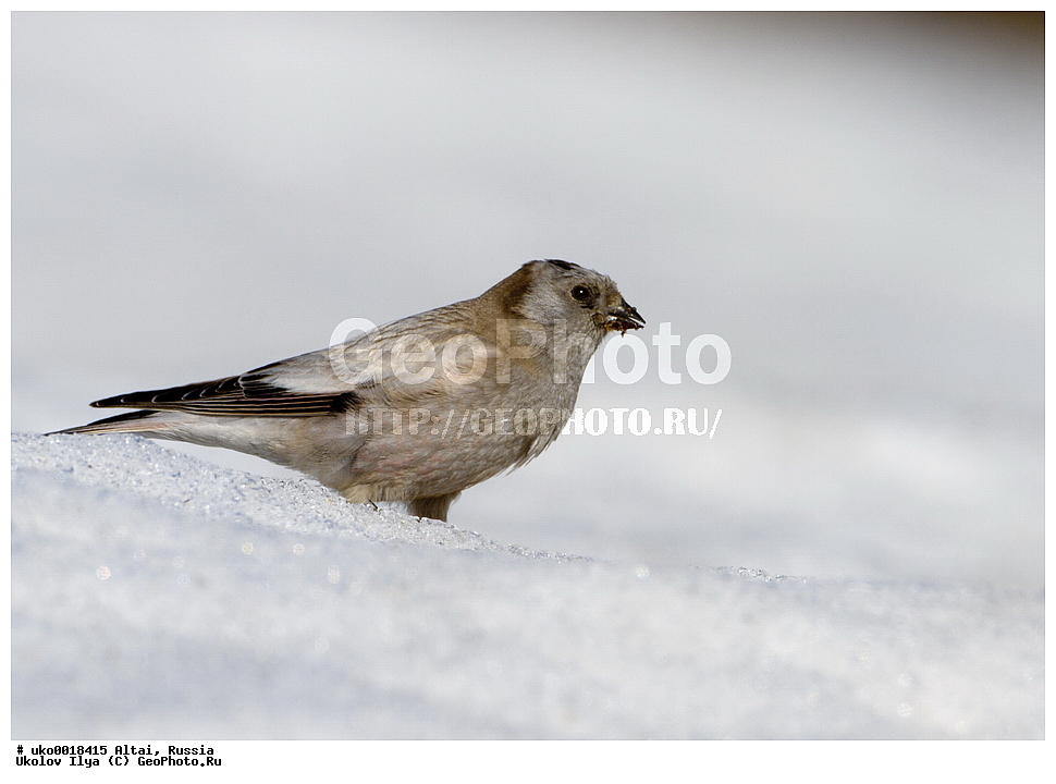 ���������� �����, ������, ��������, ��������, �����, �����, ��������, �����������, XYZ, ���������, Fringillidae, ��������� ������, Leucosticte brandti