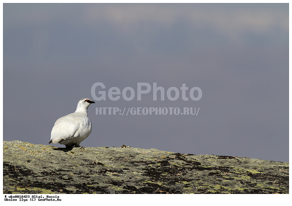 ���������� �����, ������, ��������, ��������, �����, �����, ��������, �����������, XYZ, �����������, Tetraonidae, ��������� ���������, ��������� ���������, Lagopus mutus, Lagopus muta