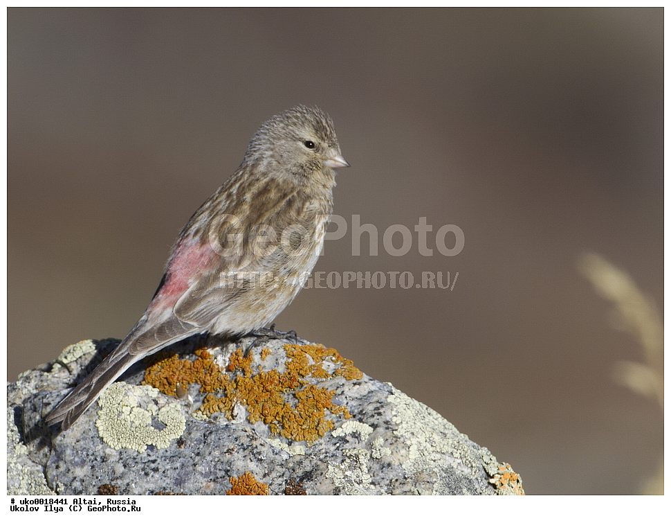 ���������� �����, ������, ��������, ��������, �����, �����, ��������, �����������, XYZ, ���������, Fringillidae, ������ �������, ������ �������, ������ ����������, ��������, Carduelis flavirostris, Acanthis flavirostris, Linaria flavirostris