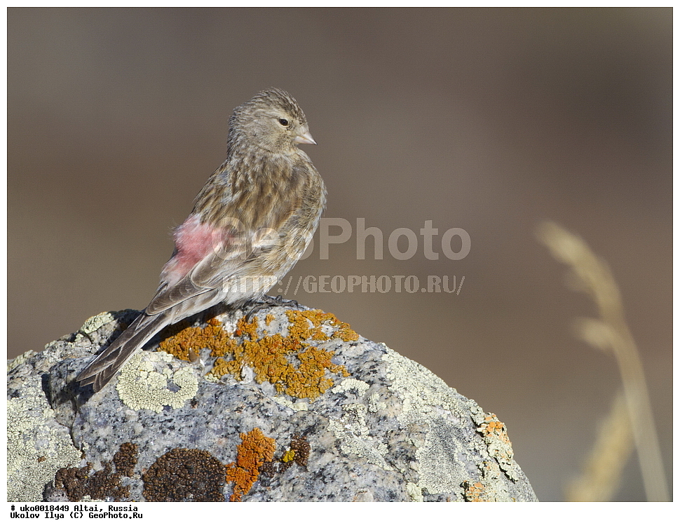 ���������� �����, ������, ��������, ��������, �����, �����, ��������, �����������, XYZ, ���������, Fringillidae, ������ �������, ������ �������, ������ ����������, ��������, Carduelis flavirostris, Acanthis flavirostris, Linaria flavirostris