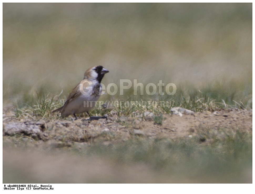  ���������� �����, ������, ��������, ��������, �����, �����, ��������, �����������, XYZ, ����������, Passeridae, ����������� �������� �������, Pyrgilauda davidiana