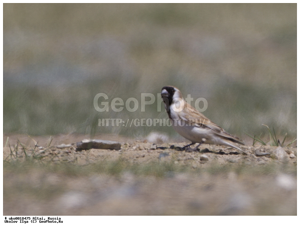  ���������� �����, ������, ��������, ��������, �����, �����, ��������, �����������, XYZ, ����������, Passeridae, ����������� �������� �������, Pyrgilauda davidiana