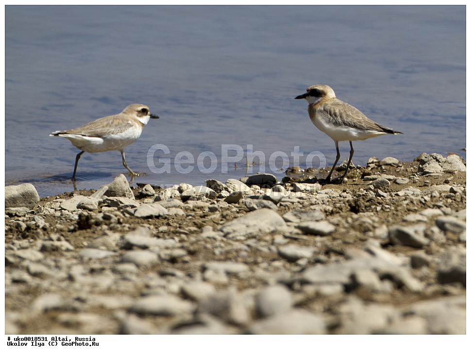 ���������� �����, ������, ��������, ��������, �����, �����, ��������, �����������, �����, ������, XYZ, ���������, Charadriidae, ������������ ���, ������������ ���, ������������ ����, ������������ ����, Charadrius leschenaultii