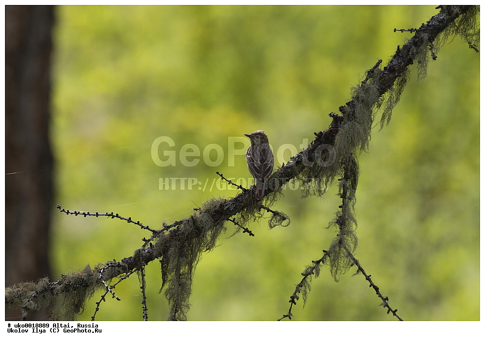  ���������� �����, ������, ��������, ��������, �����, �����, ��������, �����������, XYZ, �������������, Motacillidae, ������ �����, ������ �����, ������ �������, Anthus trivialis