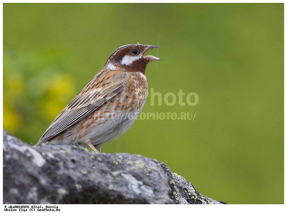  ���������� �����, ������, ��������, ��������, �����, �����, ��������, �����������, XYZ, ����������, Emberizidae, ������������ �������, Emberiza leucocephalos, Emberiza leucocephala