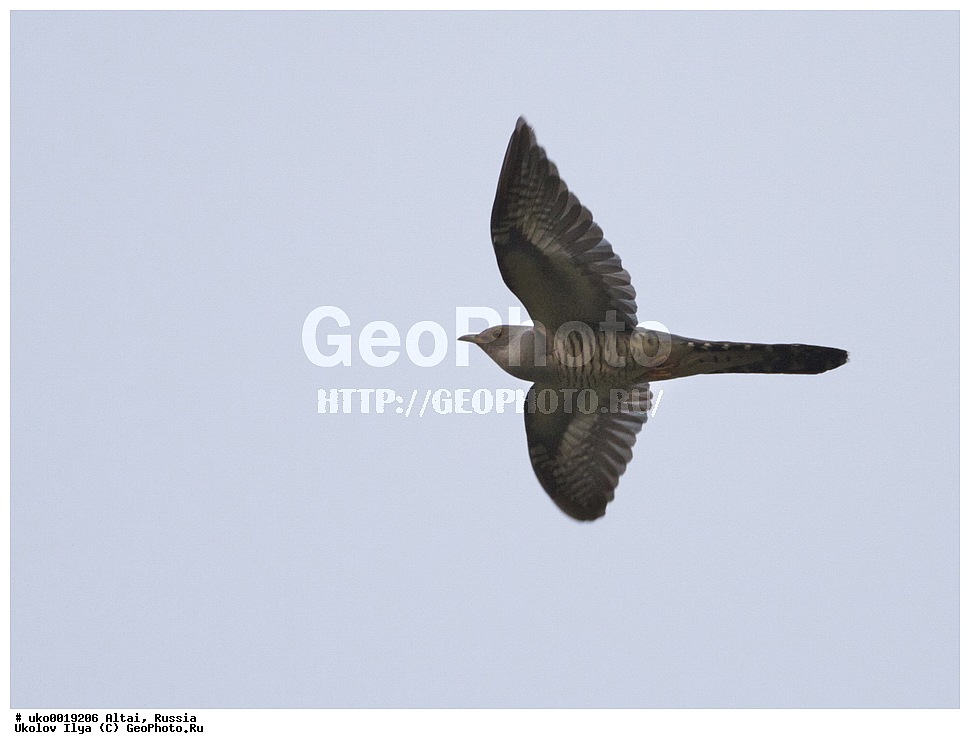 ���������� �����, ������, ��������, ��������, �����, �����, ��������, �����������, XYZ, ����������, Cuculidae, ������ �������, Cuculus saturatus