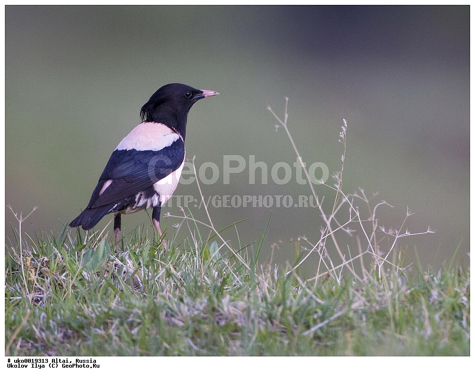 ���������� �����, ������, ��������, ��������, �����, �����, ��������, �����������, XYZ, ����������, Sturnidae, ������� �������, Sturnus roseus, Pastor roseus