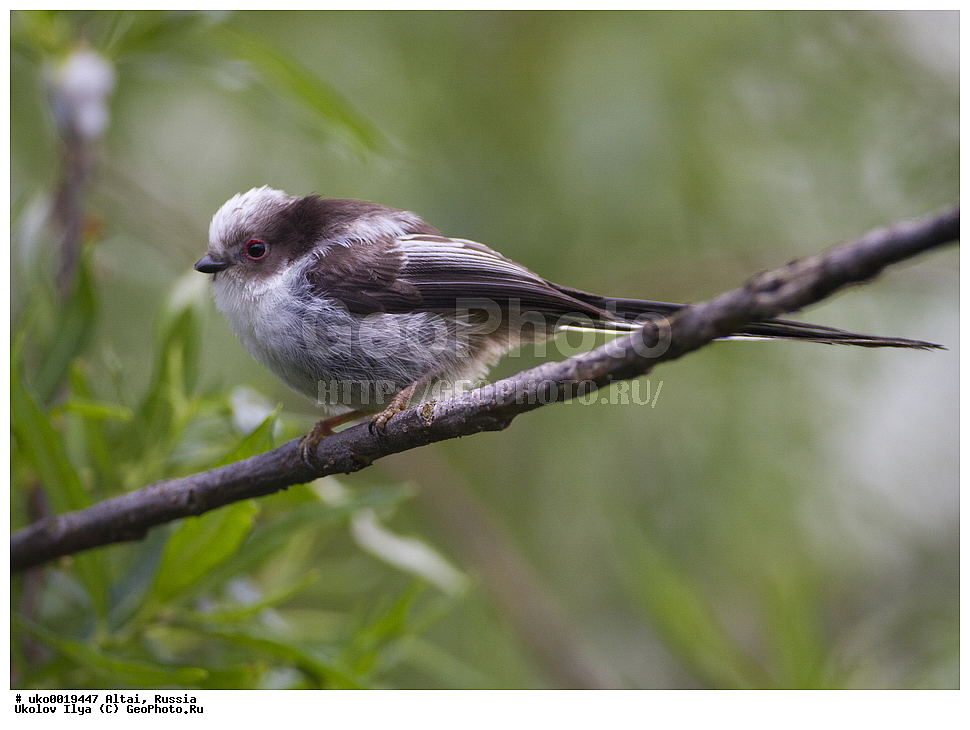 ���������� �����, ������, ��������, ��������, �����, �����, ��������, �����������, XYZ, ������������� ������, ����������, Aegithalidae, ������������� ������, ���������, Aegithalos caudatus, ����������, ����������� 