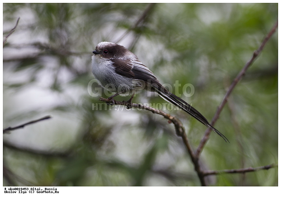 ���������� �����, ������, ��������, ��������, �����, �����, ��������, �����������, XYZ, ������������� ������, ����������, Aegithalidae, ������������� ������, ���������, Aegithalos caudatus, ����������, ����������� 